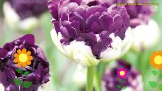 Тюльпан пионовидный Блю Вау  Краткий обзор, описание характеристик tulipa Blue Wow