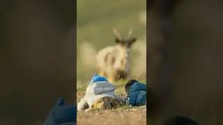 Magic of Growing Up Wild  #wildlife #alaska #shortfilm #naturelovers