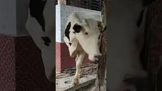 ইমন মাহিয়া কথা ডেইরী ফার্ম ০১৭১৪-৭৯৭১২৪