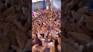 poules pondeuses #elevage #&eacute;levagedepoules #poulet #poulepondeuse