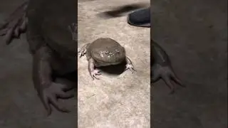 Turtle superpower 🐸.. #facts #funnyfacts #turtle #shorts #information