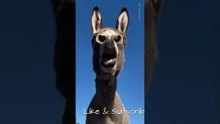 FailJail// Failreaction Donkeyversion.#funny #foolish #memes #failreaction