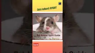 Rat Animal Spirit