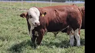 GANADO GORDO 