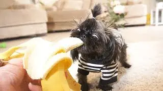 Puppy Eating Bananas for the First Time