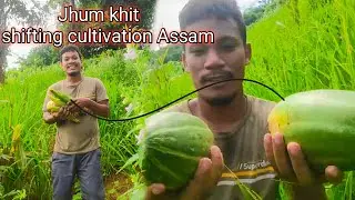 Jhum khti explore korilu || Shifting  cultivation system of Assam ❤️|| AssameseVlog❤️