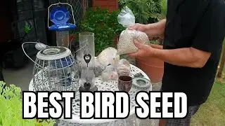 BEST SEED FOR BLUETITS SPARROWS GOLDFINCH GREENFINCH CHAFINCH AND OTHER GARDEN BIRDS IN UK
