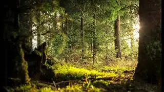 Rainforest Afternoon &ndash; Insects & Distant Birdsong | 雨林午後：蟲鳴與遠方鳥聲
