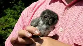 Folkmanis Mini Finger Owl Puppet