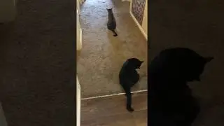 The Cat Washing Song