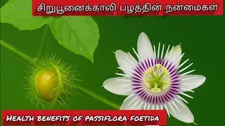 Passiflora Foetida Fruit  Benefits | சிறுபூனைக்காலி   பழத்தின் நன்மைகள்
