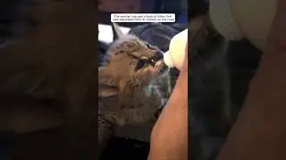 The woman rescued a baby bobcat that had lost its mother