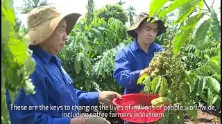Rising With the Roast: Fairtrade Impact in Vietnam!