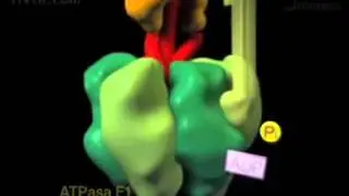 La ATP sintasa, una turbina molecular   YouTube 360p