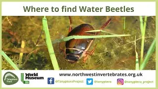 Where to find Water Beetles in the UK