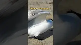 This Bird Flies to Antarctica Every Year 😳 | Arctic Tern Facts #facts #shorts