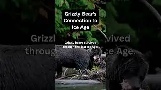 Grizzly Bear's Connection to Ice Age #GrizzlyBears #BearChronicles #WildlifeHistory