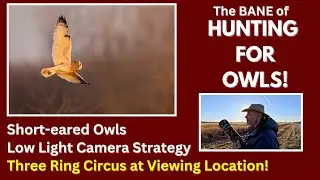 Hunting for Owls   4K