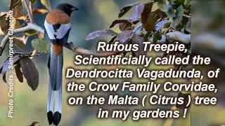 Rufous Treepie, Dendrocitta Vagadunda, the Crow Family Corvidae, on the Malta tree in my gardens !