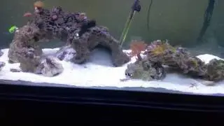 Cyano battle hydrogen peroxide day 1 reef tank