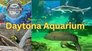 Daytona Beaches Daytona Aquarium & Rainforest Adventure 