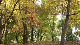 Golden Woods with Falling Leaves - Free Stock Footage