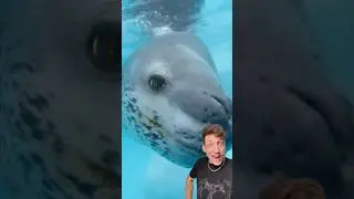 Морской леопард &mdash; это СТРАШНО