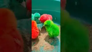 ayam rainbow