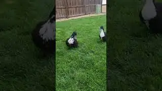 Cute ducks flapping their wings and quacking LOUDLY! #cute #ducks