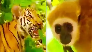 Ozzy Man Reviews: Gibbon vs Tigers