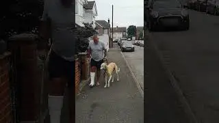 Dog Pretends To Walk With A Limp Like Their Injured Owner Out Of Sympathy