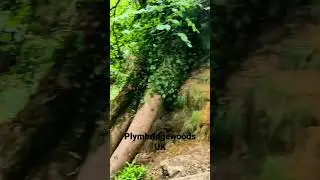 plymbridge woods trail UK