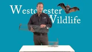 Tomahawk Squirrel Removal Equipment Demo By Westchester Wildlife