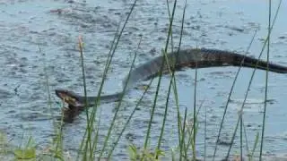 Cottonmouth Water Moccasin Snakes, Wall Doxey State Park, Mississippi!