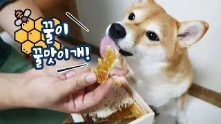개꿀맛 통벌꿀집 강아지 ASMR 먹방/ 진짜 개꿀빠는소리2 / 시바견 곰이 탱이 Shibainu