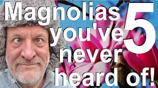 Five Must Have Magnolias you have Probably Never Heard of!