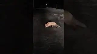 Un beau renard sur la route