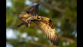 The Osprey of Blue Cypress Lake