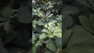 🔴 beautiful plant propagation schefflera plant #gardening