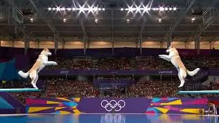 Animal Olympics Dog Diving Competition | The Final Corgi Will Make You Laugh