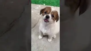 Cute Puppy &ndash; #countrydog  #dogowner  #dogvlog #puppy #petowner #dog #dogs