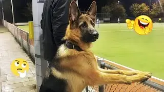 Funny Dogs Compilation &ndash; Best Dog Videos 2025 🐕🤣 #38