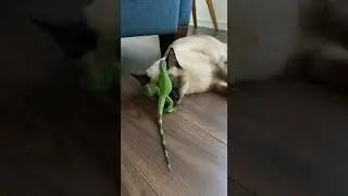 Cat Sleeps Peacefully Until a Lizard Touches It 😳 | Crazy Animal Reaction