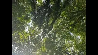 Birds Sounds ( Danish nature)