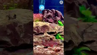 45p planted tank updates #shorts #trending #viralvideo #youtubeshorts #aquascaping #plantedtank