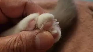 bh18- Nose among Paw.