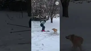 Rare Georgia snow enjoyed by skiers and dogs #Shorts