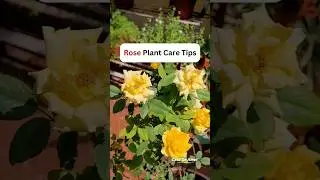 Casa De Amor Rose Care Fertilizer 🌹 #casadeamor #rosecaretips #rosecare #organicproduct #organic