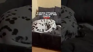 Замечали симптомы аллергии у своего хвостика? Я больше нет, так как покупаю корм на wb #WW235003