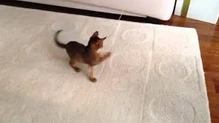 Ронник  тащиться  от  игрушки!